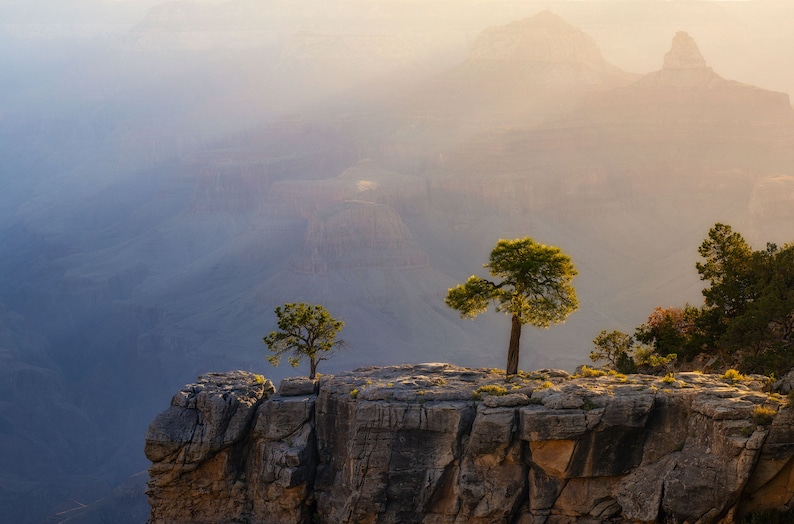 Lonely Pines in the Grand Canyon Digital Download
