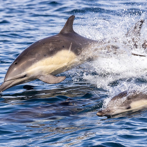 Common Dolphins at Channel Island Natio Park Digital Download,Dolphins Swimming,National Park Art,SeaLife,Wildlife Tours,Southern California