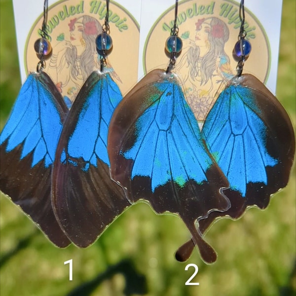 Boucles d’oreilles en ailes de papillon réelles, ailes de papillon Papilio Ulysse, bijoux papillon bleu vif