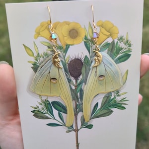 Äkta Luna Moth Wing Örhängen: Guldfärgade Månberlocker