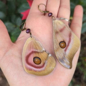 Bullseye Madagascan Moth, Real Moth Earrings, Asymmetrical Butterfly Earrings