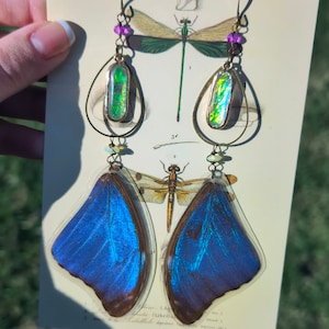 Blue Morpho Butterfly Wing Hoop Dangles, Butterfly Earrings, Real Butterfly Jewelry