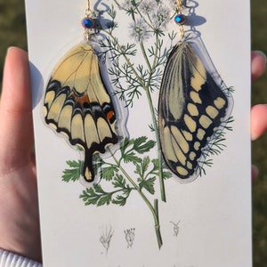 May include: Butterfly wing earrings with gold-colored hooks and iridescent beads. The earrings are displayed on a botanical illustration of coriander. The butterfly wings are yellow, black, and cream-colored.