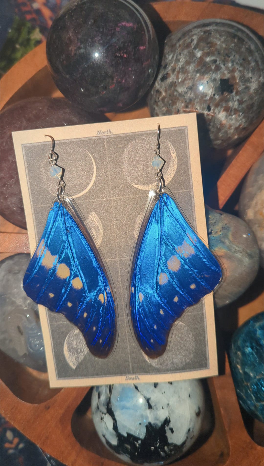 Rare Morpho Rhetenor Helena Butterfly Wing Earrings, Butterfly Wing