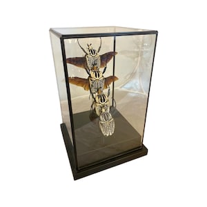 Puede incluir: Tres escarabajos negros y blancos con alas marrones se exhiben en una vitrina de vidrio con una base negra. Los escarabajos están apilados uno encima del otro, con las alas del escarabajo superior extendidas.