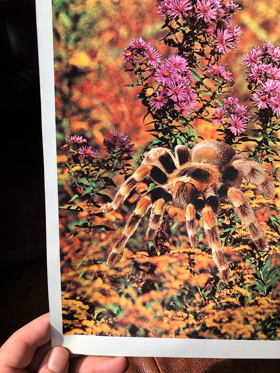 TARANTULA, Collage Art, Pop Art, Surrealism, Contemporary Art Etsy