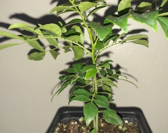 6 to 10 inch tall Curry leaf plant potted!Murraya koenigii, Kariveppilai, Karivepaku,Mitha Neem. Priority shipping!