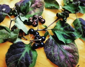 Black Nightshade Dark Moon Oil: Supercharge Your Spells!