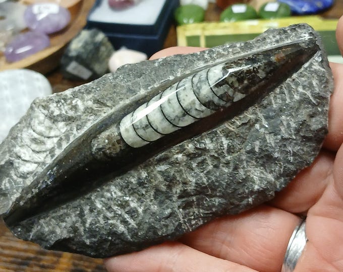 Orthoceras Fossil On Rough-Morocco-Gift-Yourself-Friends-Family-Loved One