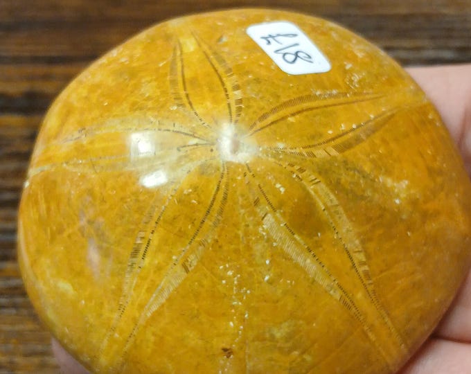 Sand Dollar-Gift-Yourself-Friends-Family-Loved One