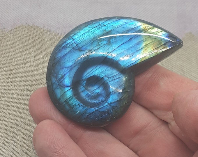 Labradorite Ammonite 1.5-2.5"-Gift- Yourself- Friends- Family-Loved One