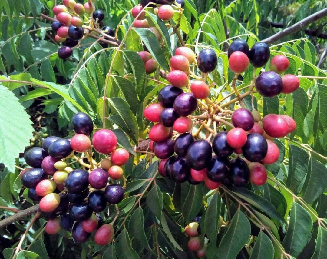 Curry Leaf Plant Seeds Grown in California Freshly Harvest Murraya