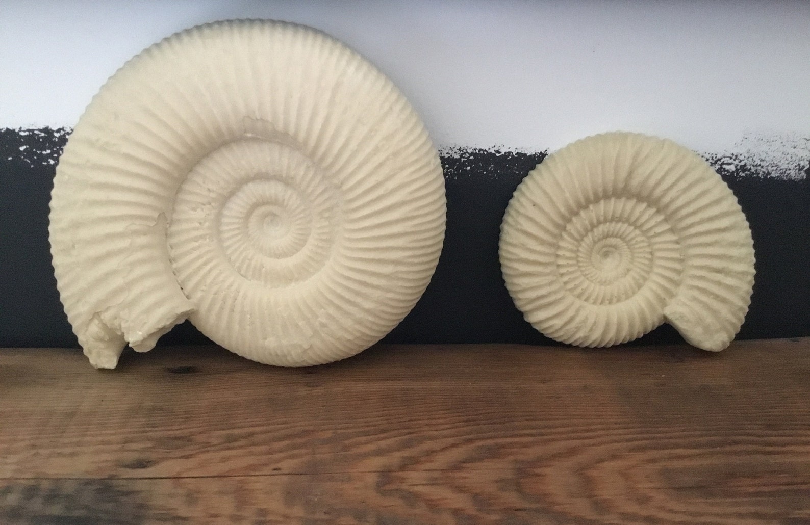 Ammonite Fossil Wall Art Decor Authentic Detail pair Etsy