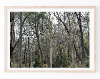 May include: A photograph of a forest with tall, slender trees. The trees are mostly bare, with some leaves still clinging to the branches. The light is dappled and the forest floor is covered in shadows.