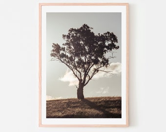 May include: A framed photograph of a lone tree silhouetted against a cloudy sky. The tree is in the center of the image and is surrounded by a field of grass. The sky is a light gray color with a few white clouds.