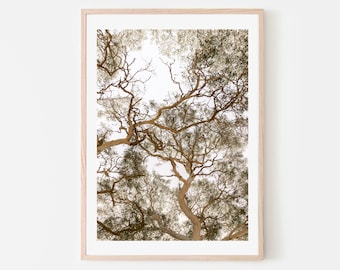 May include: A framed photograph of a tree canopy with branches reaching up towards a bright sky. The branches are a light brown color and the leaves are a light green.