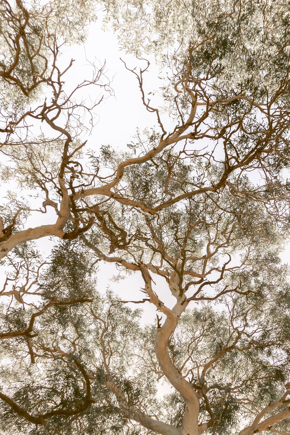 Australian Bush Gumtree Wall Art Botanical Print Nature Etsy Australia