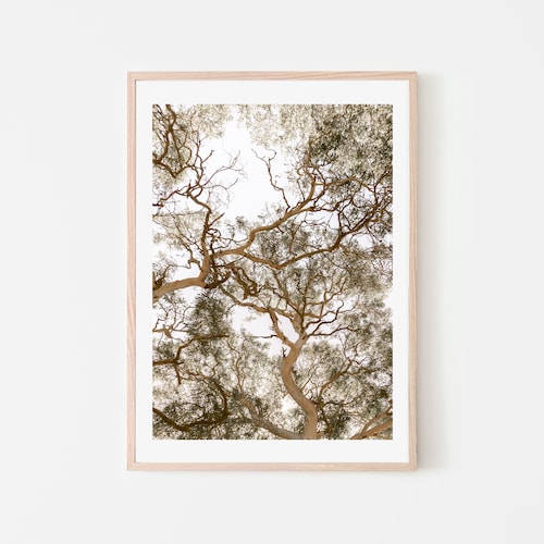 Australian Bush Gumtree Wall Art Botanical Print Nature Etsy Australia