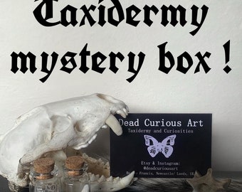 Taxidermy Curio Mystery box bundles!!!