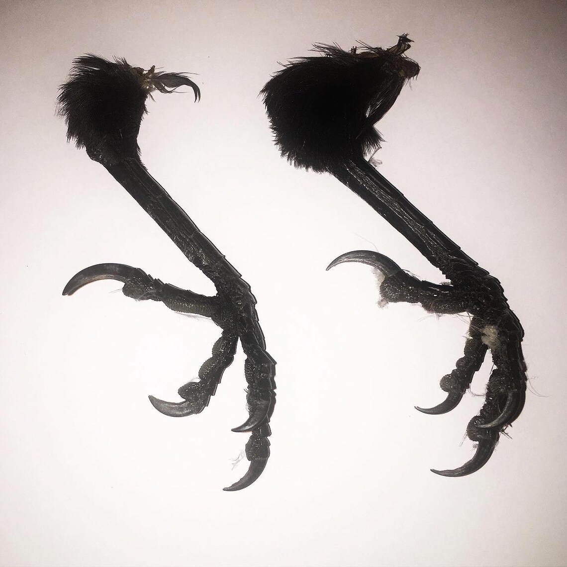 Real crow foot bird gothic taxidermy frame Etsy