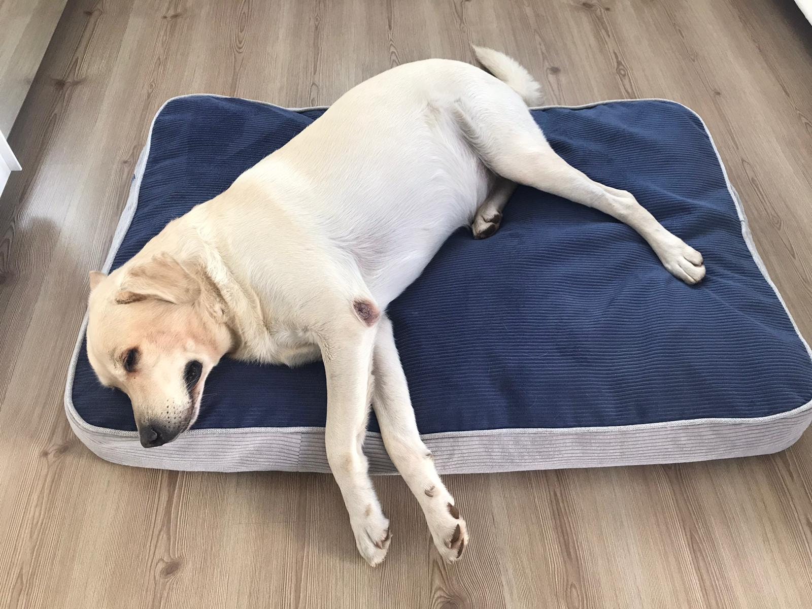 custom size dog bed