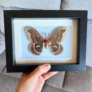 May include: A framed butterfly specimen in a black frame. The butterfly displays brown, red, and cream-coloured wings with detailed patterns. The frame has a white mount and a light blue background.
