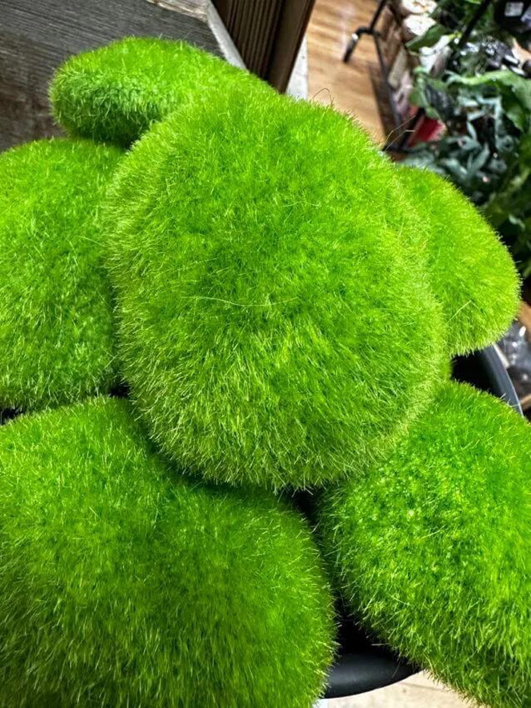 Enchanted Miniature Garden Moss and Accents Set