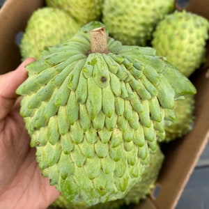 IN SEASON Annona Variety Fruit Box// Free Shipping in USA image 3