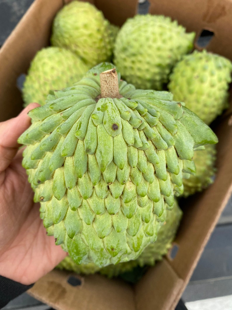 IN SEASON Annona Variety Fruit Box// Free Shipping in USA image 3
