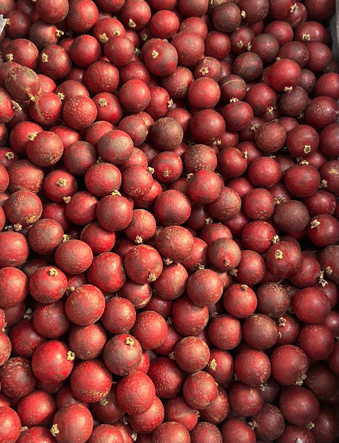 SEEDS Red Ruby Longan Fruit dimocarpus Longan Rare Fruit Box organic // Free Shipping Within USA