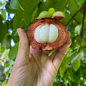 IN SEASON Fresh Purple Mangosteen (Garcinia mangostana) Organic Rare Fruit / Free Shipping / Fresh Harvest Rare Fruit