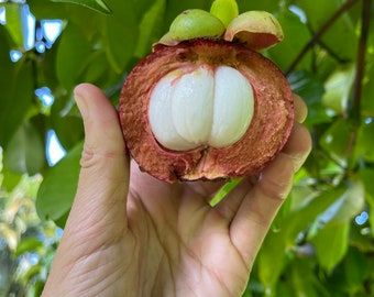 IN SEASON Fresh Purple Mangosteen (Garcinia mangostana) Organic Rare Fruit / Free Shipping / Fresh Harvest Rare Fruit