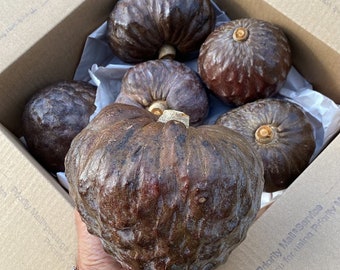 IN SEASON Red Custard Apple (Annona reticulata) Bullocks Heart