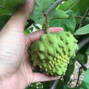 IN SEASON Cherimoya Fruit Box Annona cherimola // 100% Organic Non-Gmo Grown Local to San Diego // Free Shipping within USA image 3