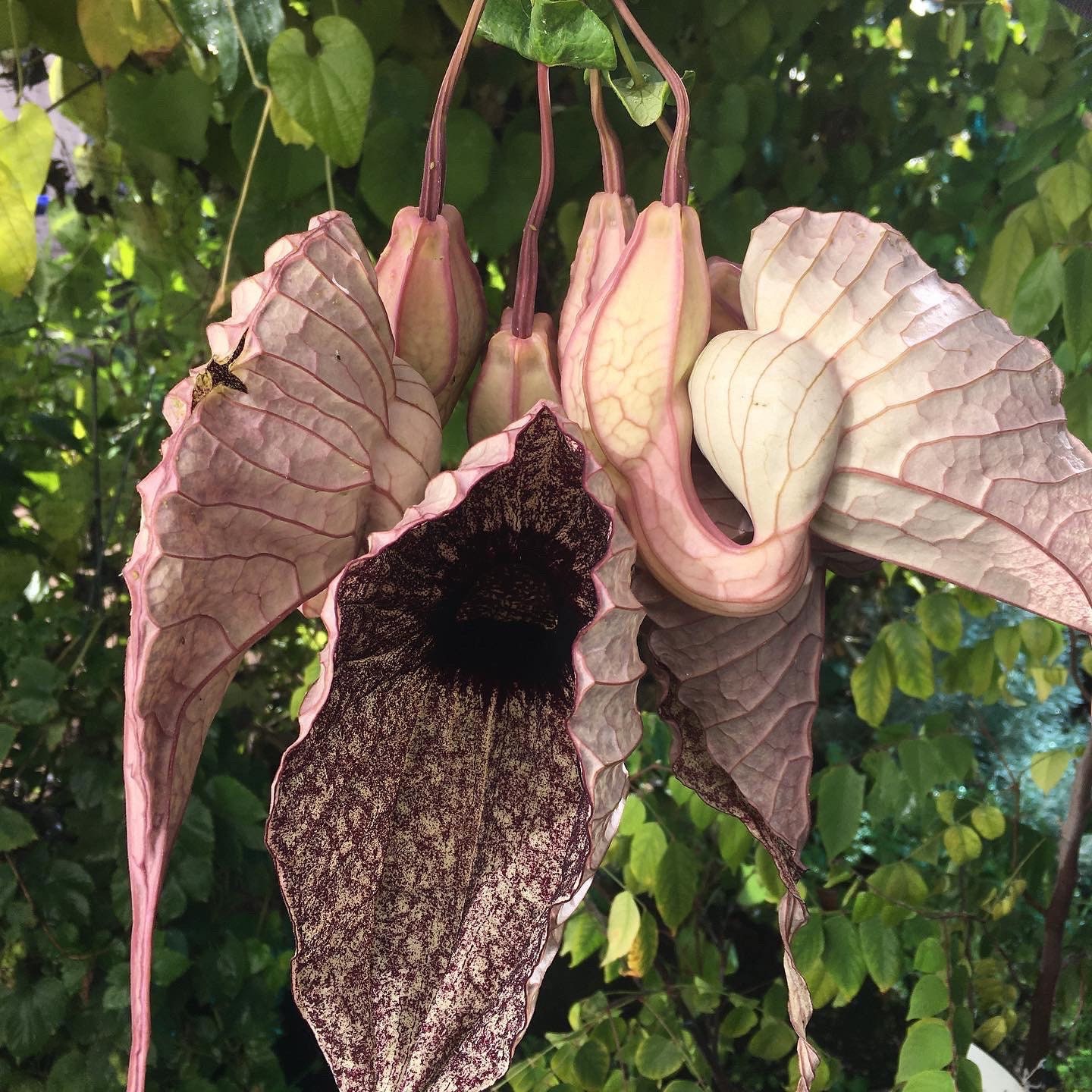 Duck flower, a.k.a, the pelican flower, is a deciduous vine with