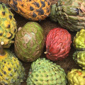 IN SEASON Annona Variety Fruit Box// Free Shipping in USA image 1