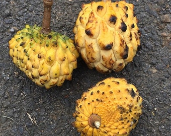 SEEDS// Rollinia Fruit/ Biriba / Rollinia Deliciosa (Annona mucosa) Rare Fruit seeds 100% Organic & Non-GMO *Free Shipping within USA*