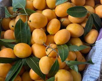 PRE ORDER Maprang  Mango Plum Fresh Fruit *Free Shipping within USA*