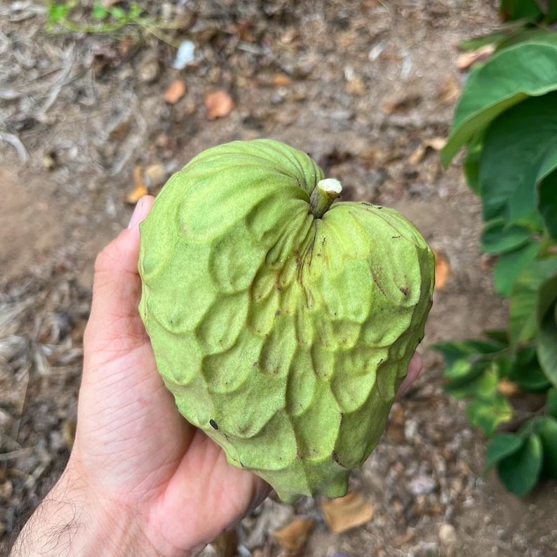 IN SEASON Cherimoya Fruit Box Annona cherimola // 100% Organic Non-Gmo Grown Local to San Diego // Free Shipping within USA image 2