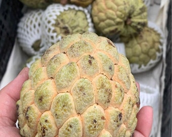 IN SEASON Atis Sugar Apple (Annona squamosa) Fruit Box  (Organic) // Free Shipping within USA