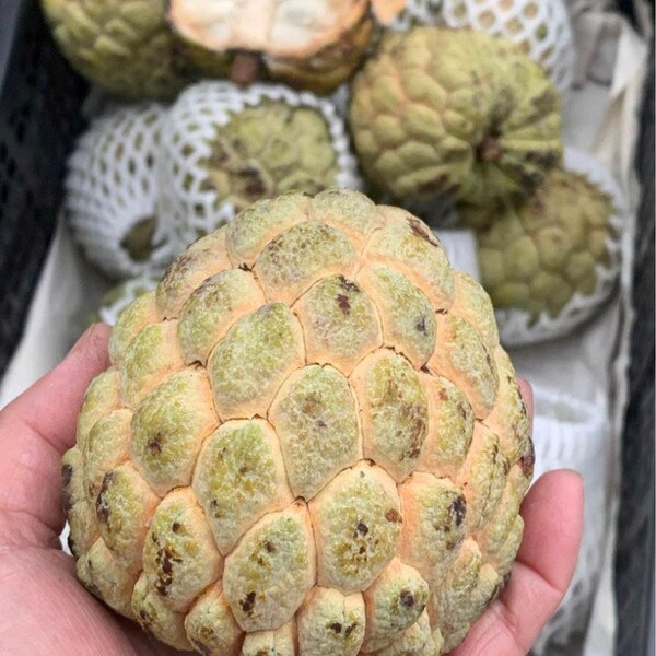 IN SEASON Annona Squamosa Sugar Apple Atis Fruit Box  (100% Organic - Grown Local) // Free Shipping within USA