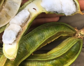 In Season Ending Soon // Ice Cream Bean Fruit (Inga edulis) // Free Shipping within USA