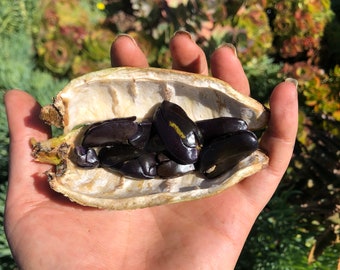 PREORDER SEEDS // Ice Cream Bean (Inga edulis) // 100% Organic Grown Local to San Diego// Free Shipping within USA