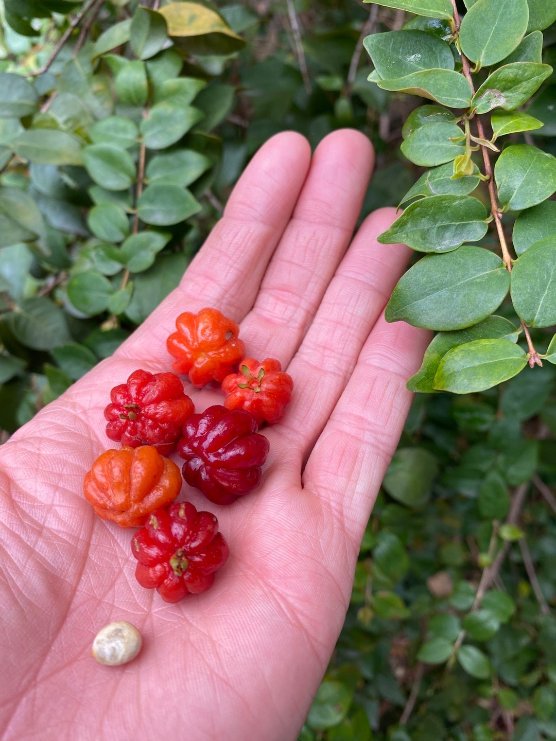 Seeds Surinam Cherry Eugenia Uniflora 100 Organic Non gmo Free seeds-surinam-cherry-eugenia-uniflora-100-organic-non-gmo-free