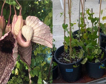 LIVE PLANT / Aristolochia Grandiflora / Jamaican Flor de Pato // 100% Organic Grown Local to San Diego// Free Shipping within USA//