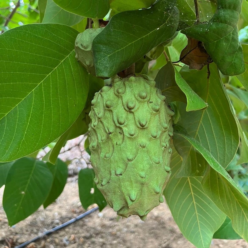 IN SEASON Cherimoya Fruit Box Annona cherimola // 100% Organic Non-Gmo Grown Local to San Diego // Free Shipping within USA image 4