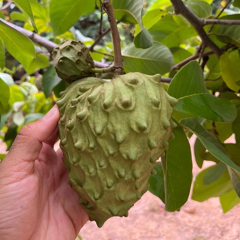 IN SEASON Cherimoya Fruit Box Annona cherimola // 100% Organic Non-Gmo Grown Local to San Diego // Free Shipping within USA image 5