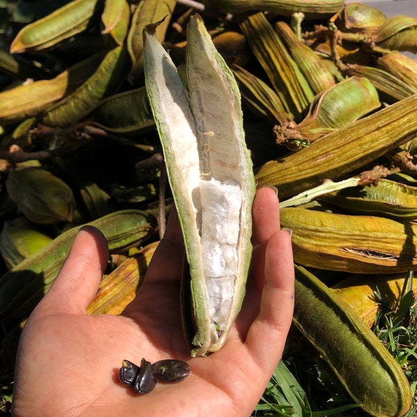 Ice Cream Bean Seed Etsy