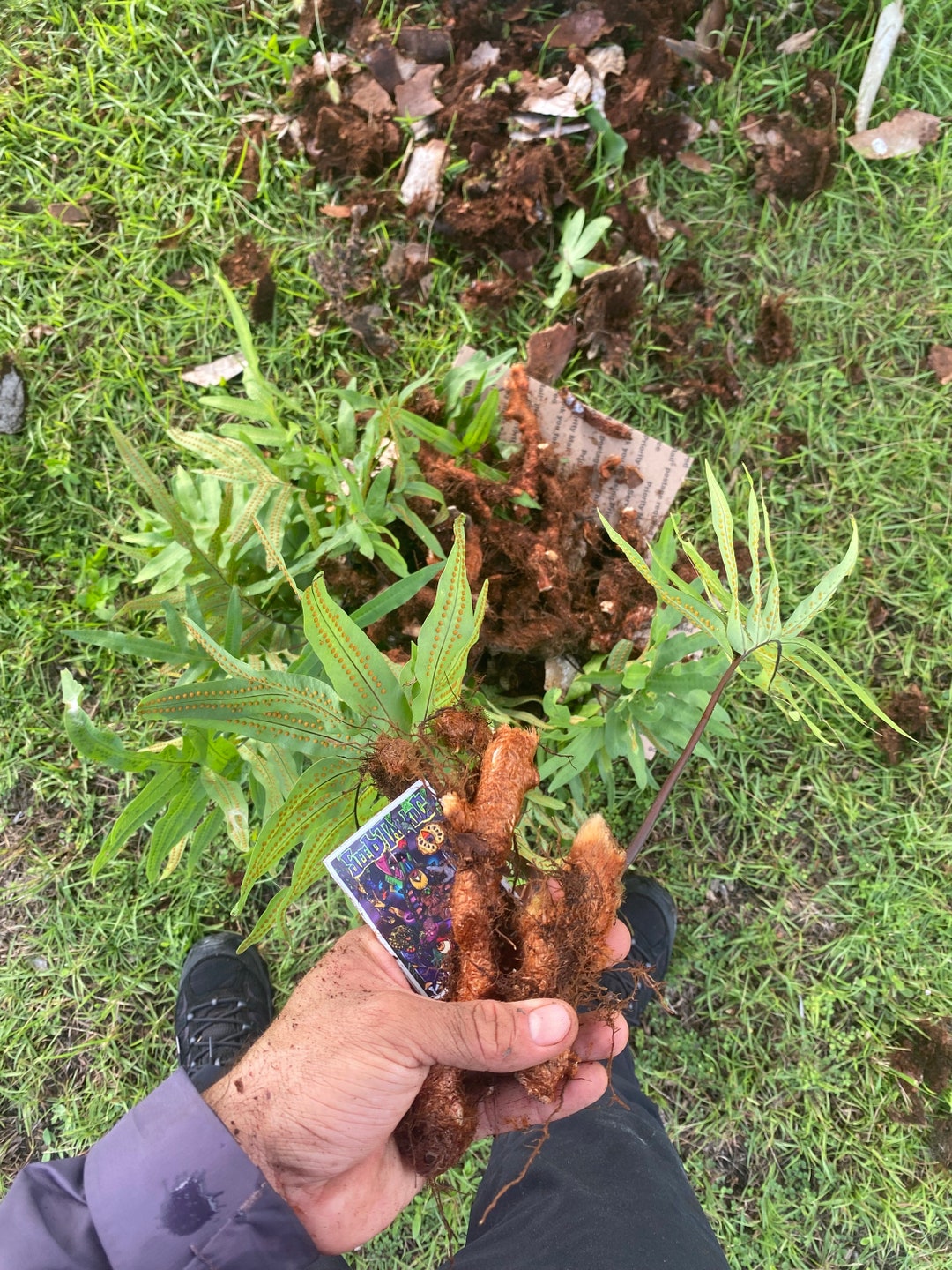 Kalawalla Root polypodium Leucotomos 100 Organic Nongmo Etsy