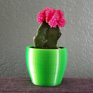 Pode incluir: Uma planta de cacto rosa e verde em um vaso verde brilhante. O cacto tem um único caule com uma flor rosa no topo.